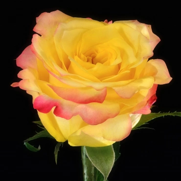 Роза Хот Меренг