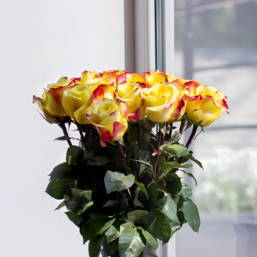 Роза Хот Меренг