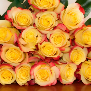 Роза Хот Меренг