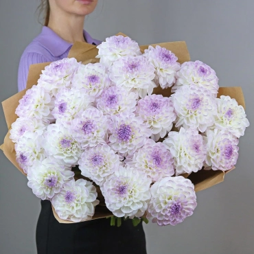 Бело-фиолетовые георгины