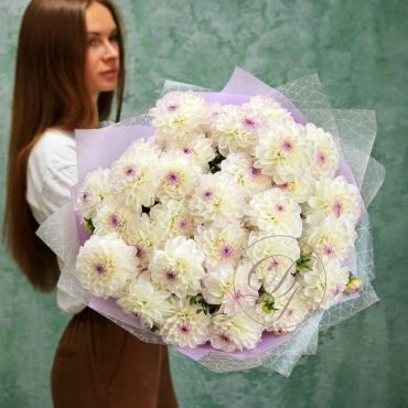 Бело-фиолетовые георгины