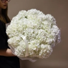 19 гортензий