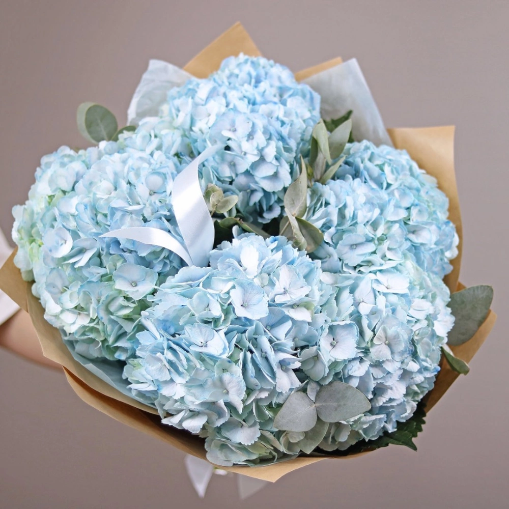 5 гортензий