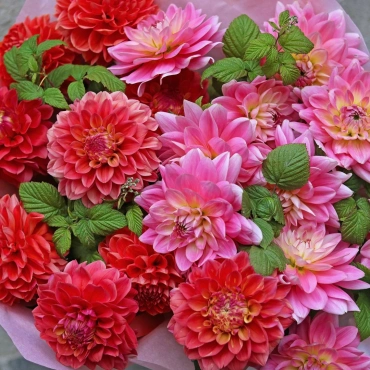 Букет разноцветных георгинов