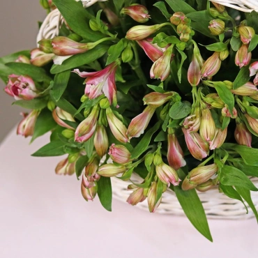 Альстромерия в корзине