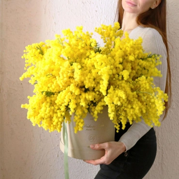 Большой букет мимозы в коробке