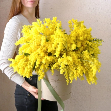Большой букет мимозы в коробке