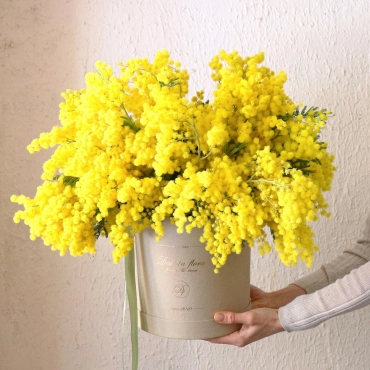 Большой букет мимозы в коробке