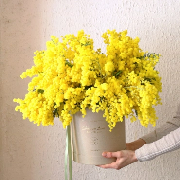 Большой букет мимозы в коробке