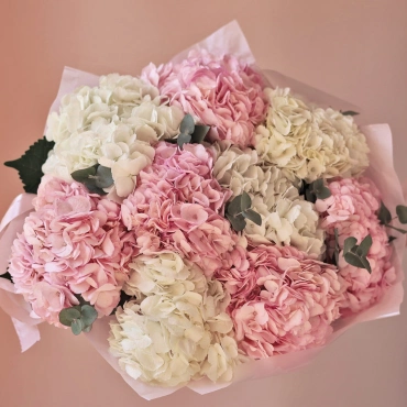 Белая и розовая гортензия