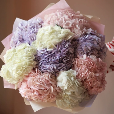 Разноцветные гортензии