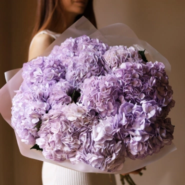 Нежно-фиолетовые гортензии