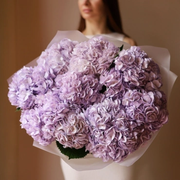 Нежно-фиолетовые гортензии