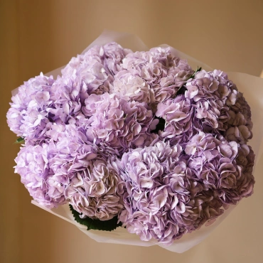 Нежно-фиолетовые гортензии