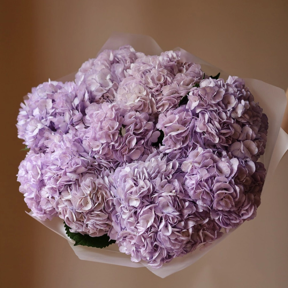 11 гортензий