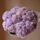 11 гортензий