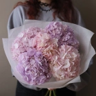 5 гортензий
