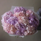 9 гортензий