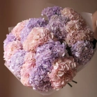 15 гортензий