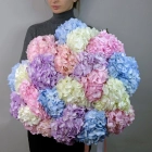 21 гортензия