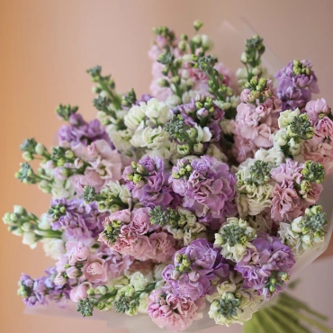 Букет разноцветной маттиолы