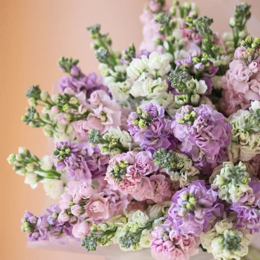 Букет разноцветной маттиолы