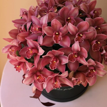 Орхидея цимбидиум в черной коробочке