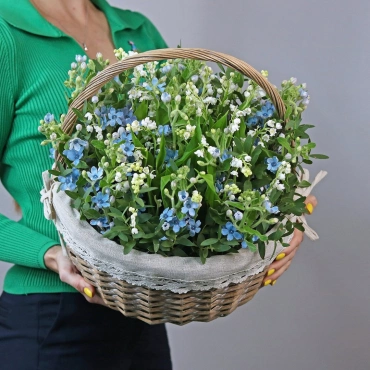 Корзина с ландышами и оксипеталумом