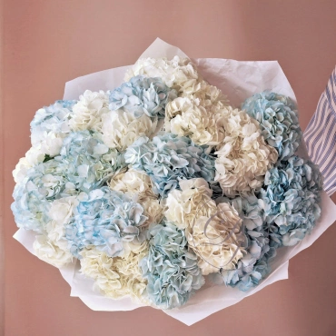 Белая и голубая гортензия