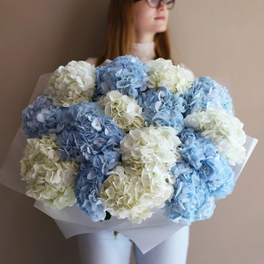 Белая и голубая гортензия