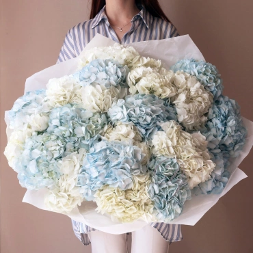 Белая и голубая гортензия