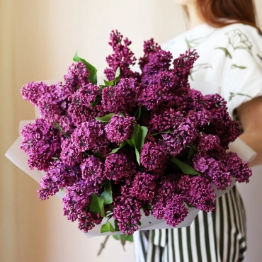 Букет сирени