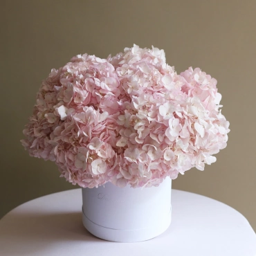 Розовая гортензия в коробке