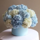 15 гортензий