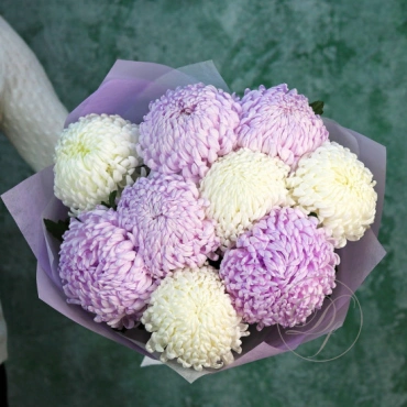 Хризантема шаровидная в Ассортименте