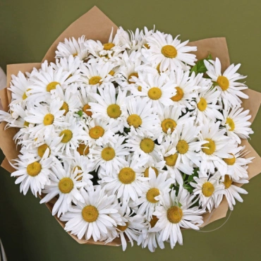 Ромашки одноголовые