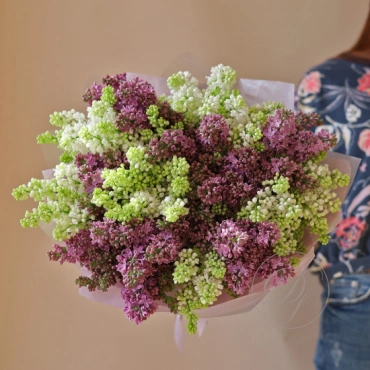 Сирень Голландская в ассортименте