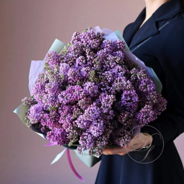 Сирень Голландская в ассортименте