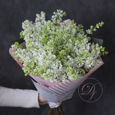 Сирень Голландская в ассортименте