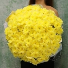 35 кустовых хризантем