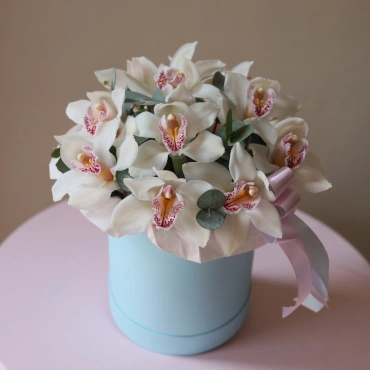 Орхидея цимбидиум в коробке в ассортименте