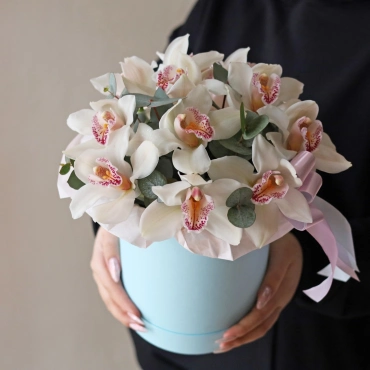 Орхидея цимбидиум в коробке в ассортименте