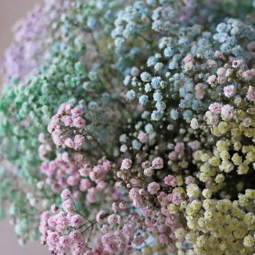 Разноцветная  гипсофила в коробке