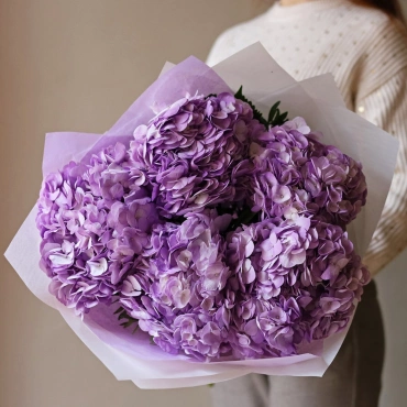 Фиолетовая гортензия