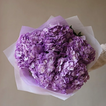 Фиолетовая гортензия