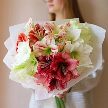 Амариллисы в ассортименте