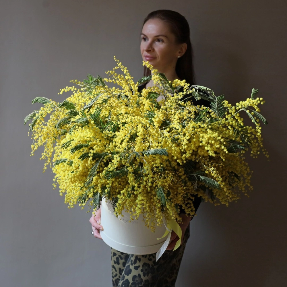 49 соцветий мимозы