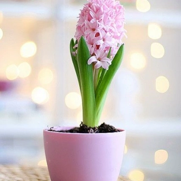 Весенняя композиция с луковичными в ассортименте