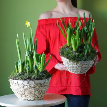 Весенняя композиция с луковичными в ассортименте