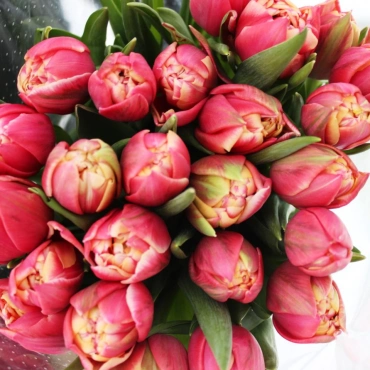 Корпоративный букет махровых тюльпанов